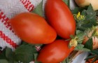 Сорт томата: Сибирский пируэт